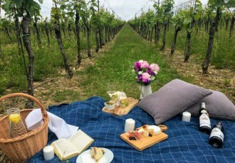 Letní piknik ve vinici